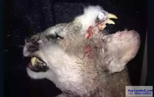 A hunter killed a mountain lion...and saw a deformity never seen before (photo)